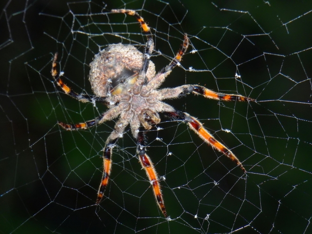 «Точь-в-точь паутина, а в центре паук» 